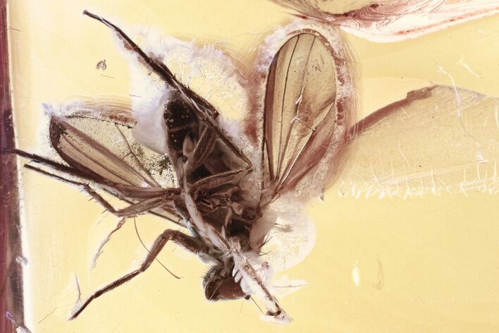 Detailed Fossil Long-Legged Fly (Dolichopodidae) in Baltic Amber #335738